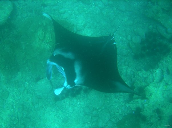 12- Une raie manta 